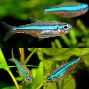 Green Neon Tetra 2-2.5cm