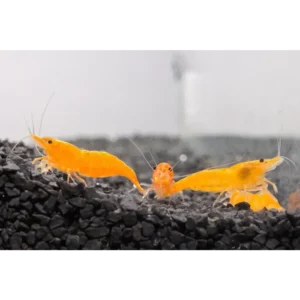 Sunkist (Orange) Shrimp