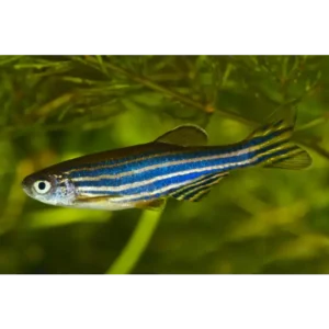 Zebra Danio 3-3.5cm