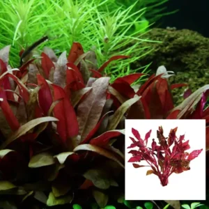 Alternanthera Reineckii 'Mini'