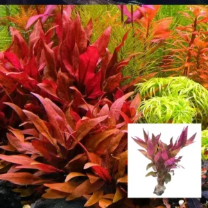 Alternanthera Reineckii 'Rosanervig' Bunch