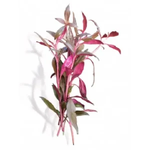 Alternathera Rosefolia Bunch