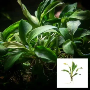 Anubias Glabra - Bare Root