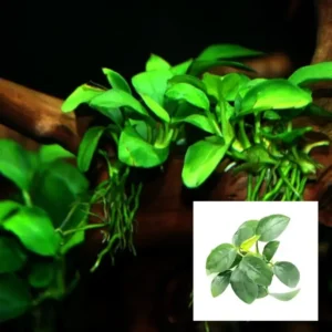 Anubias Nana Bare Root