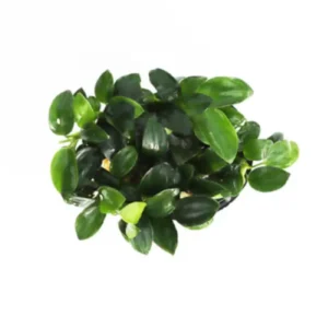 Anubias Nana Petite Bare Root