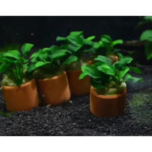 Anubias Nana Petite Terracotta
