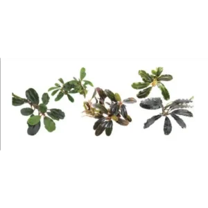 Assorted Bucephalandra - Small