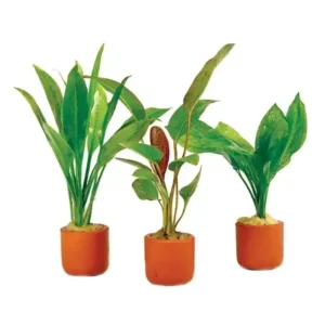 Assorted Cryptocoryne