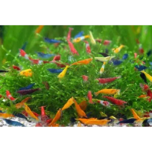 Assorted Mixed Shrimp (coloured & uncoloured)