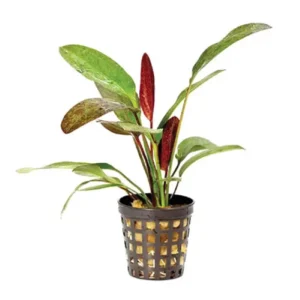 Assorted Sword Plants - 5cm Pot