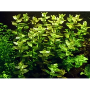 Bacopa Serpyllifolia (Sp.) Japan Bunch