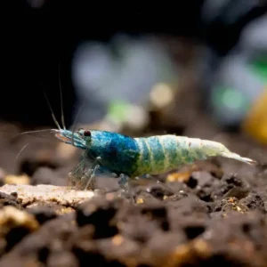 Blue Bolt Shrimp