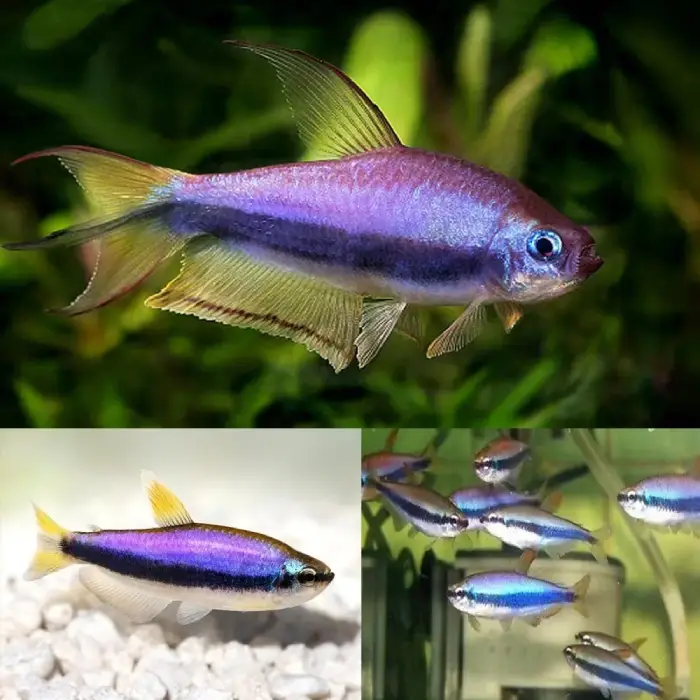 Blue Emperor Tetra 3.5-4cm