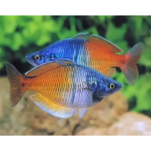 Boesemani Rainbows 4cm