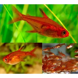 Fire Ember Tetra 2cm
