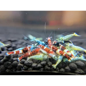 Mixed Taiwan Bee Shrimp