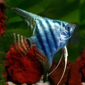 Philippine Blue Angelfish 9/10cm